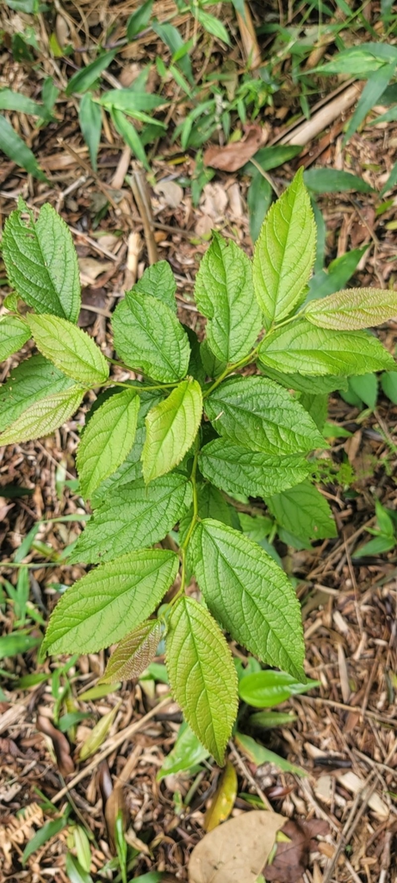 Casearia lasiophylla photo 6