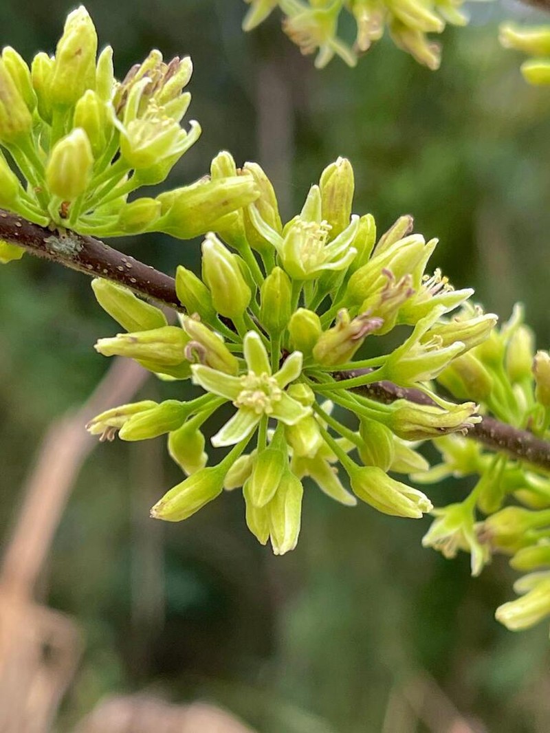 Casearia lasiophylla photo 8