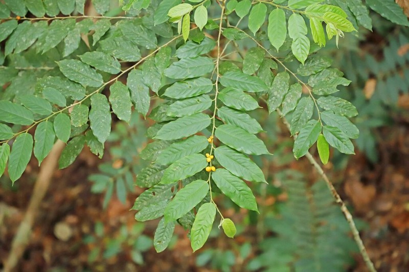 Casearia lobbiana