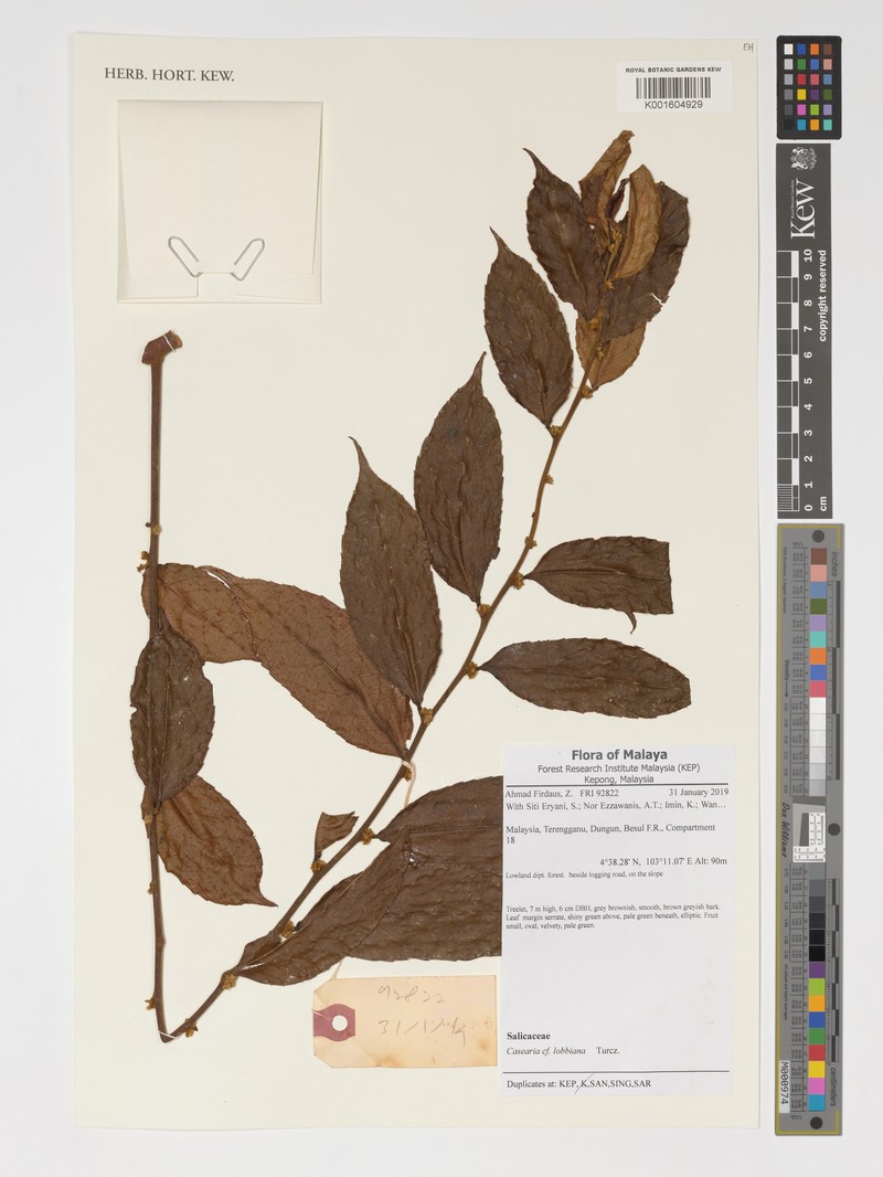 Casearia lobbiana photo 2