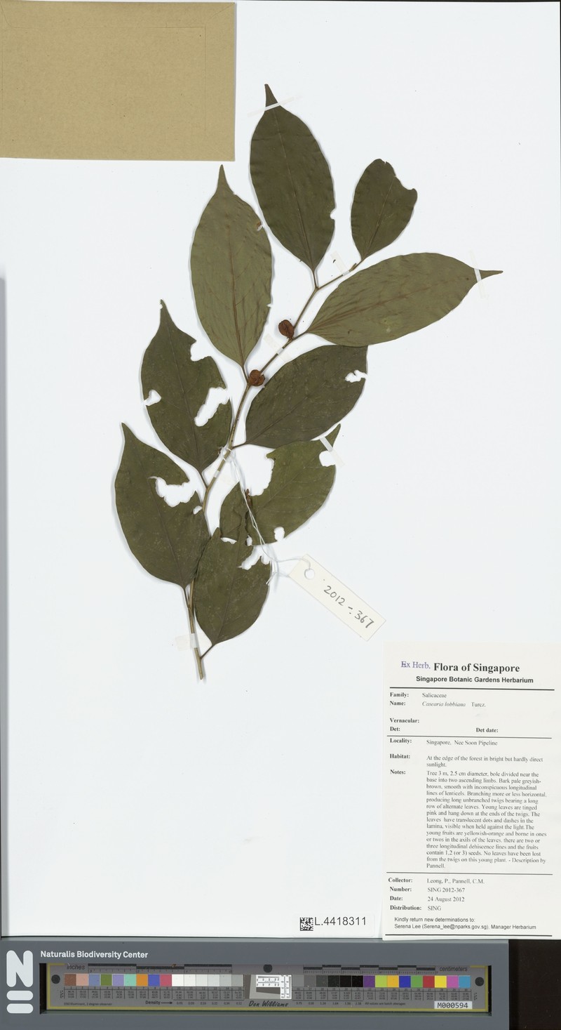Casearia lobbiana photo 3