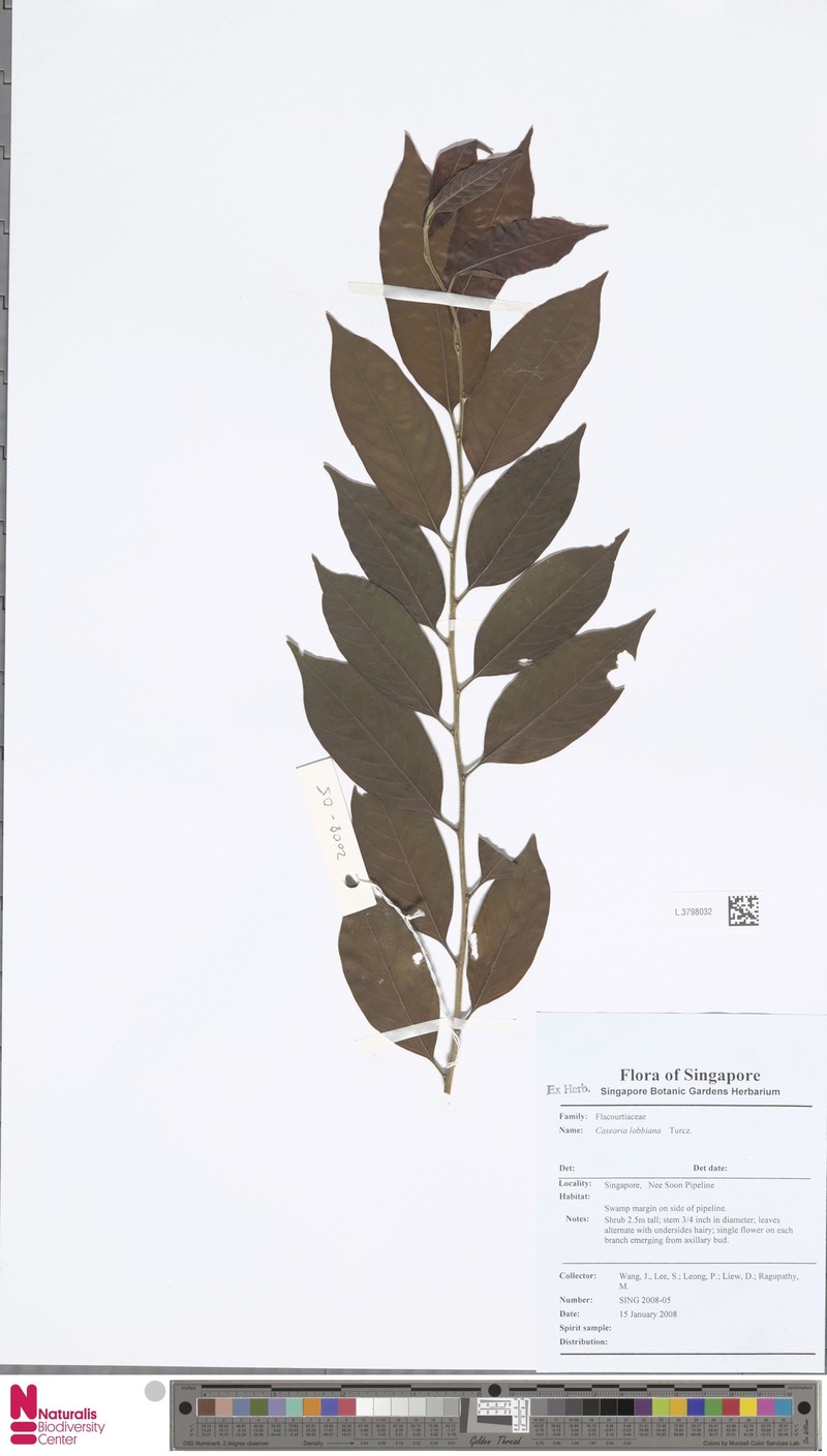 Casearia lobbiana photo 5