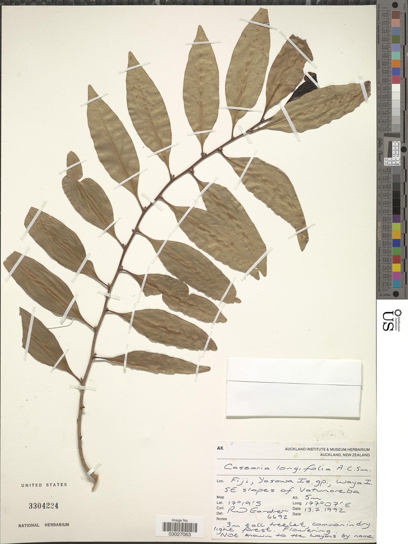 Casearia longifolia