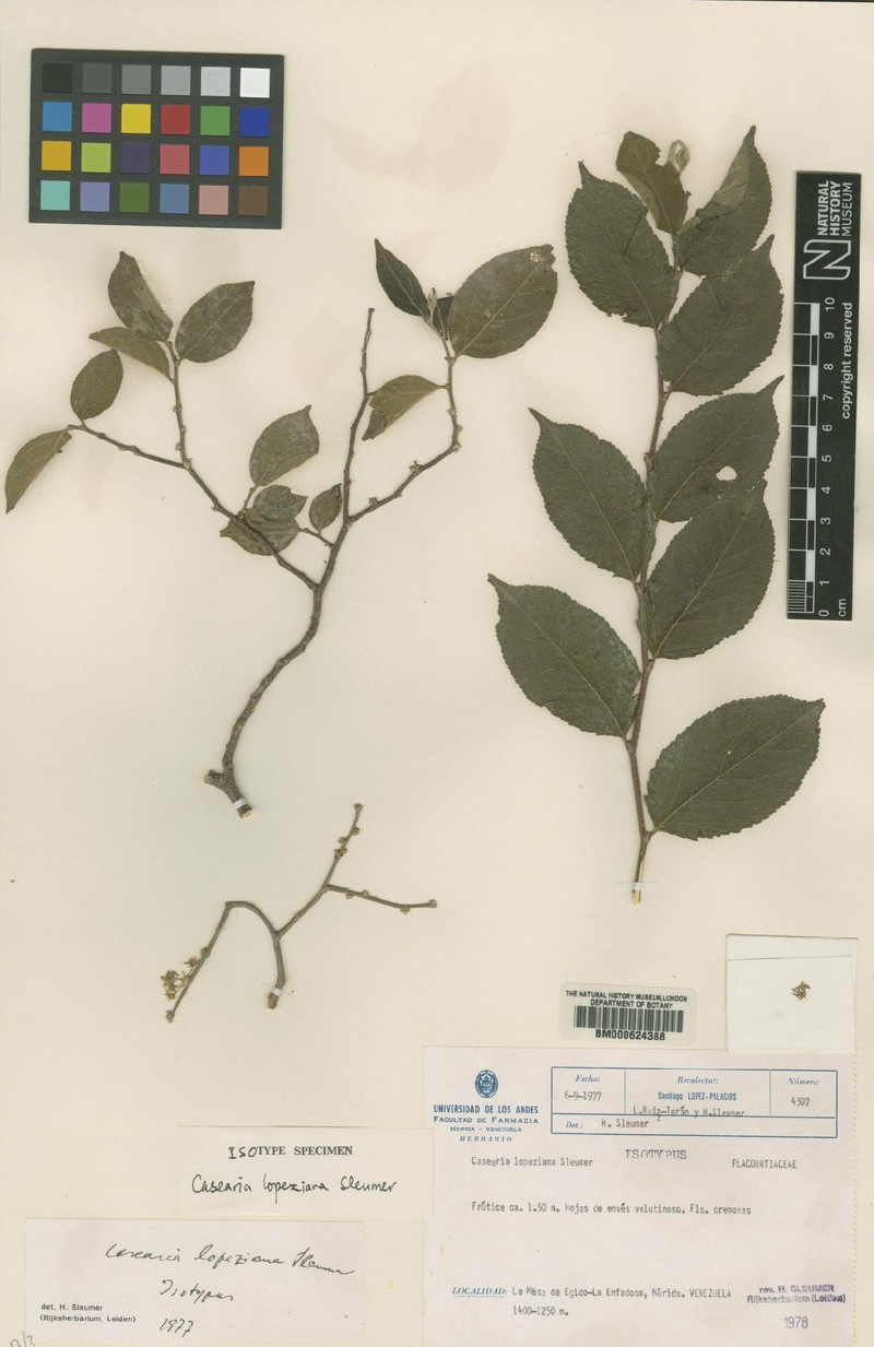 Casearia lopeziana