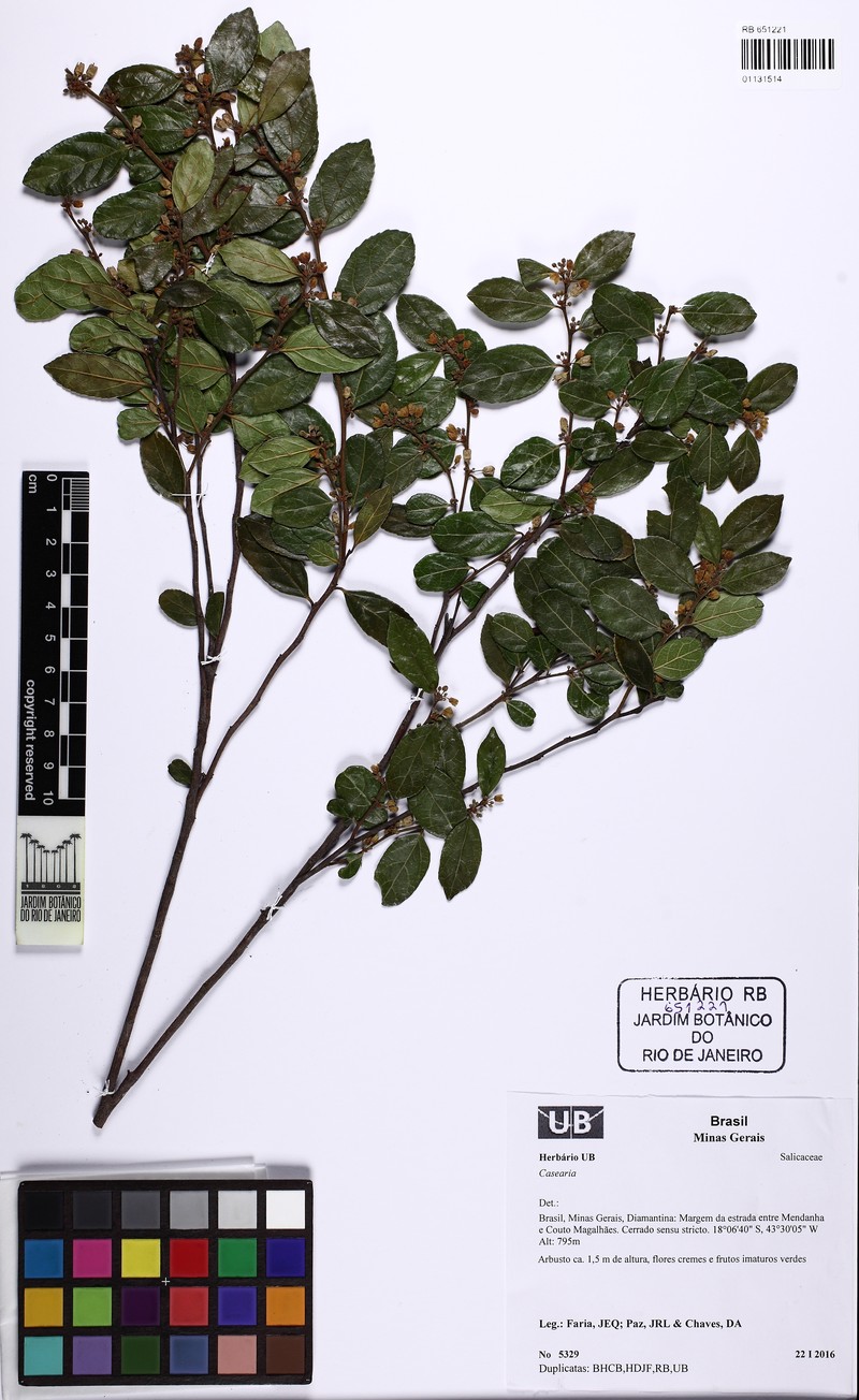 Casearia luetzelburgii photo 3