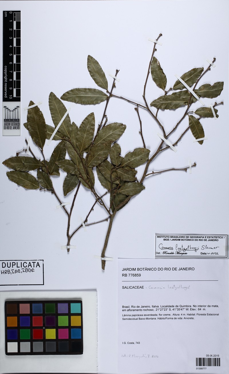 Casearia luetzelburgii photo 4