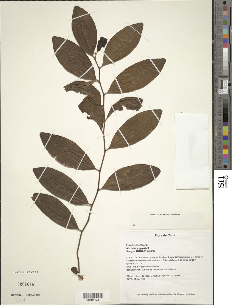 Casearia lunana