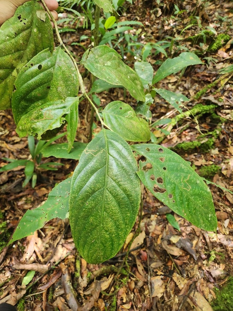 Casearia macrantha