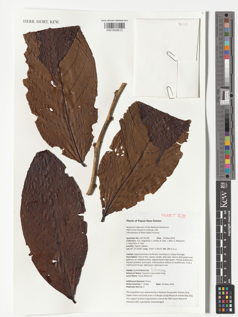 Casearia macrantha photo 4