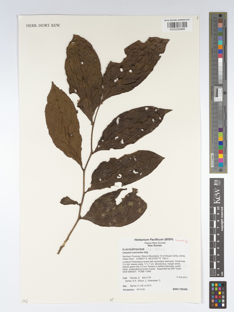 Casearia macrantha photo 6