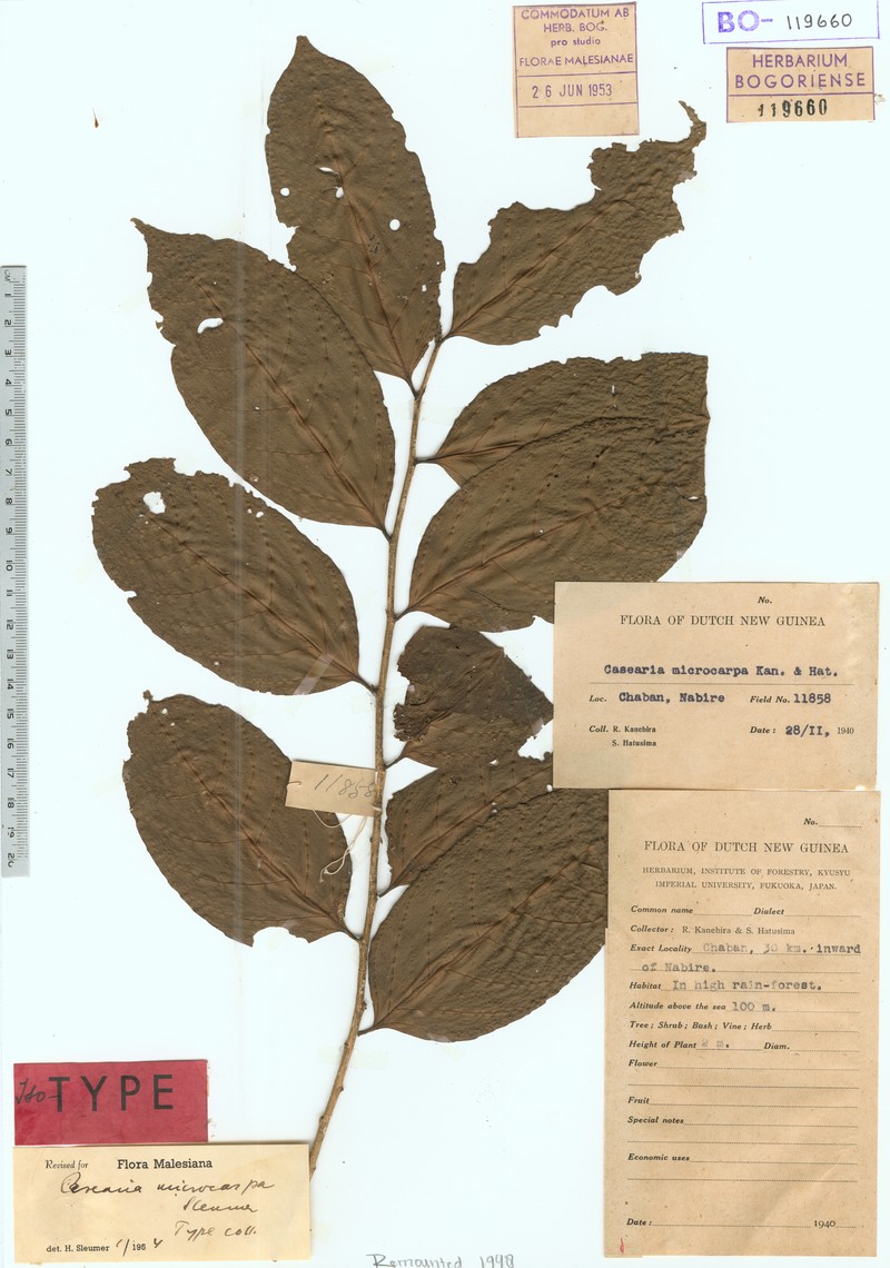 Casearia macrocarpa