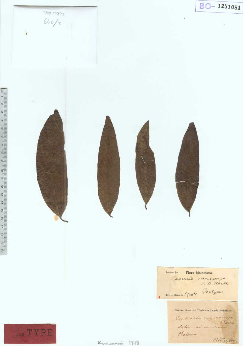 Casearia macrocarpa photo 3