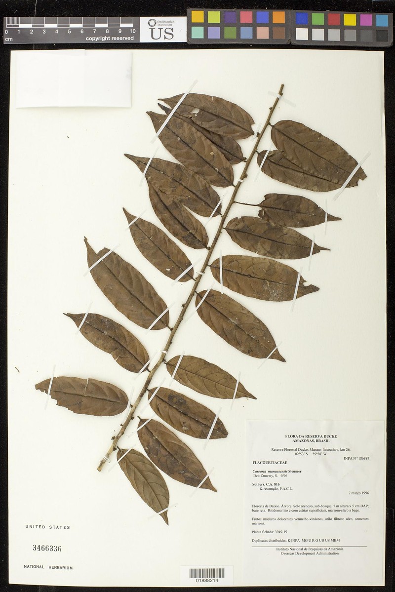 Casearia manausensis