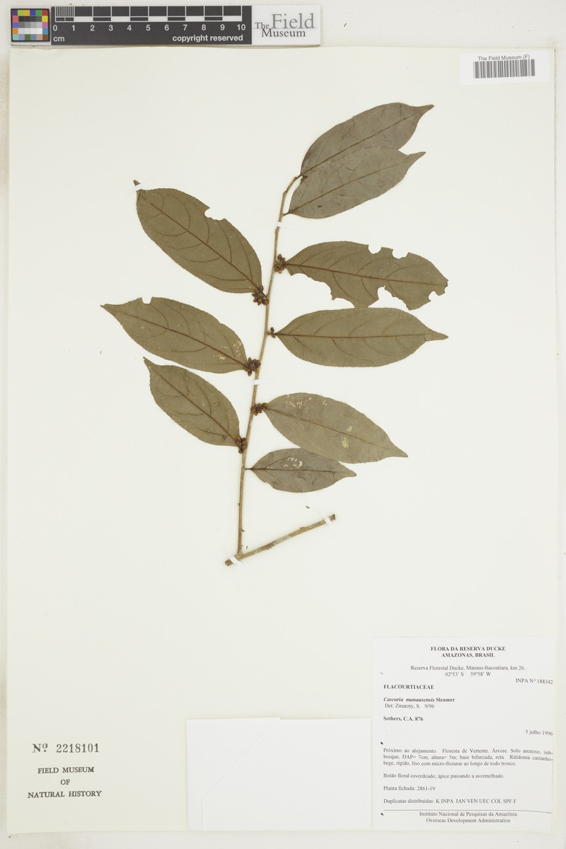 Casearia manausensis photo 2