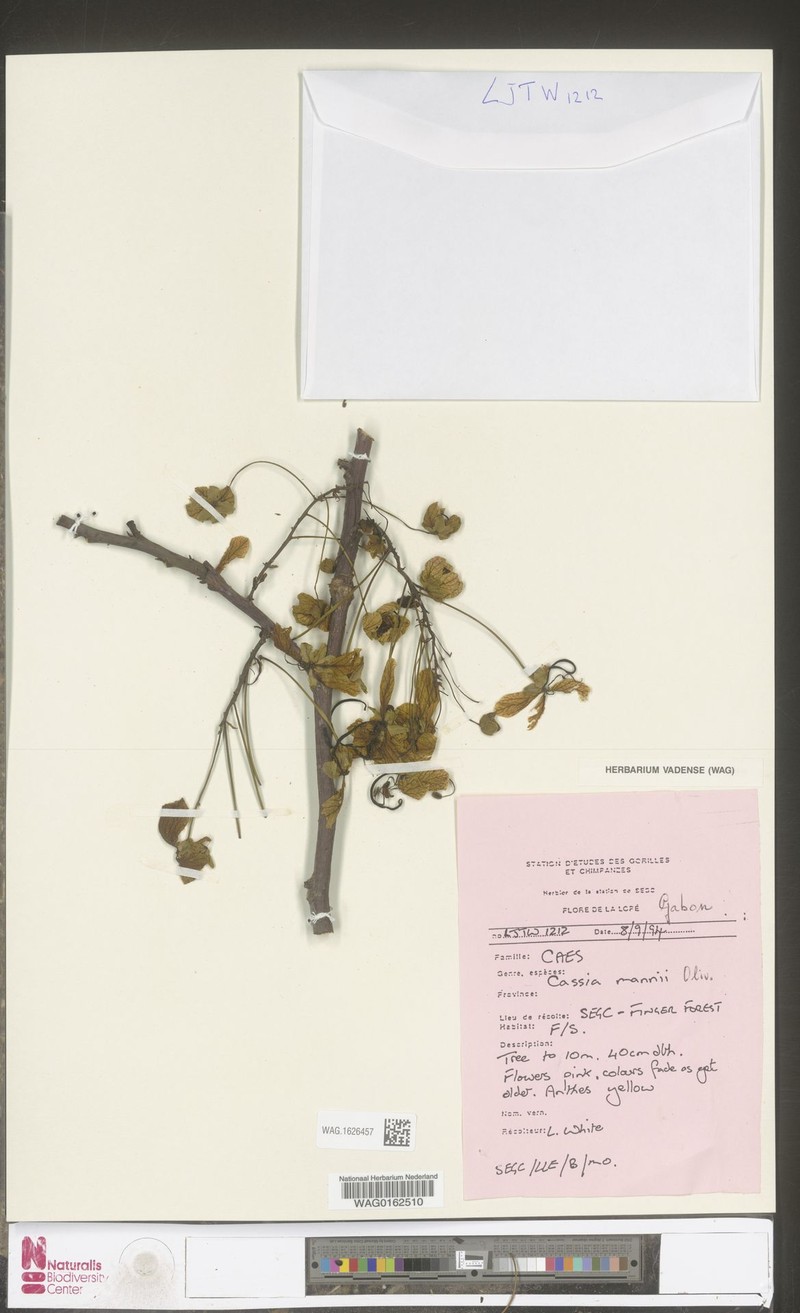 Casearia mannii