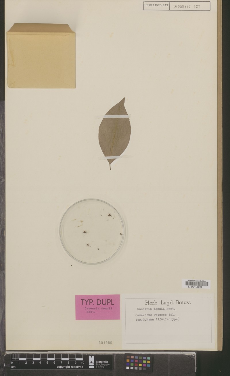 Casearia mannii photo 2