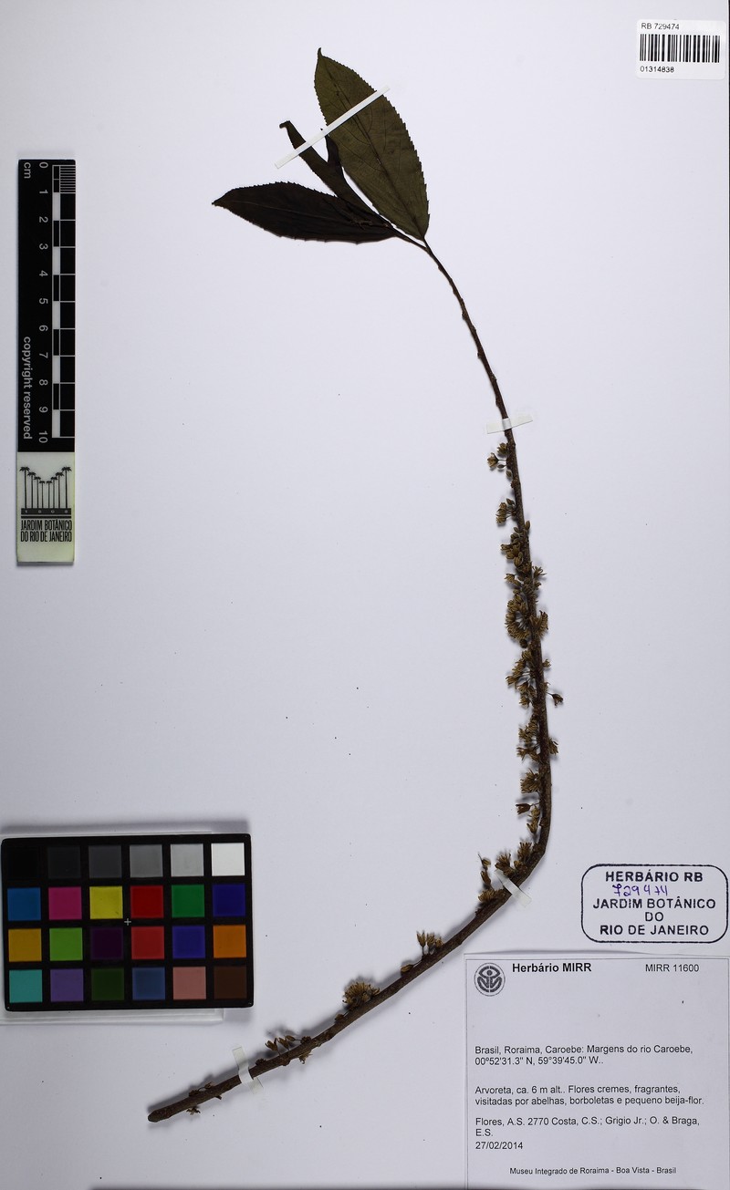 Casearia mariquitensis photo 3