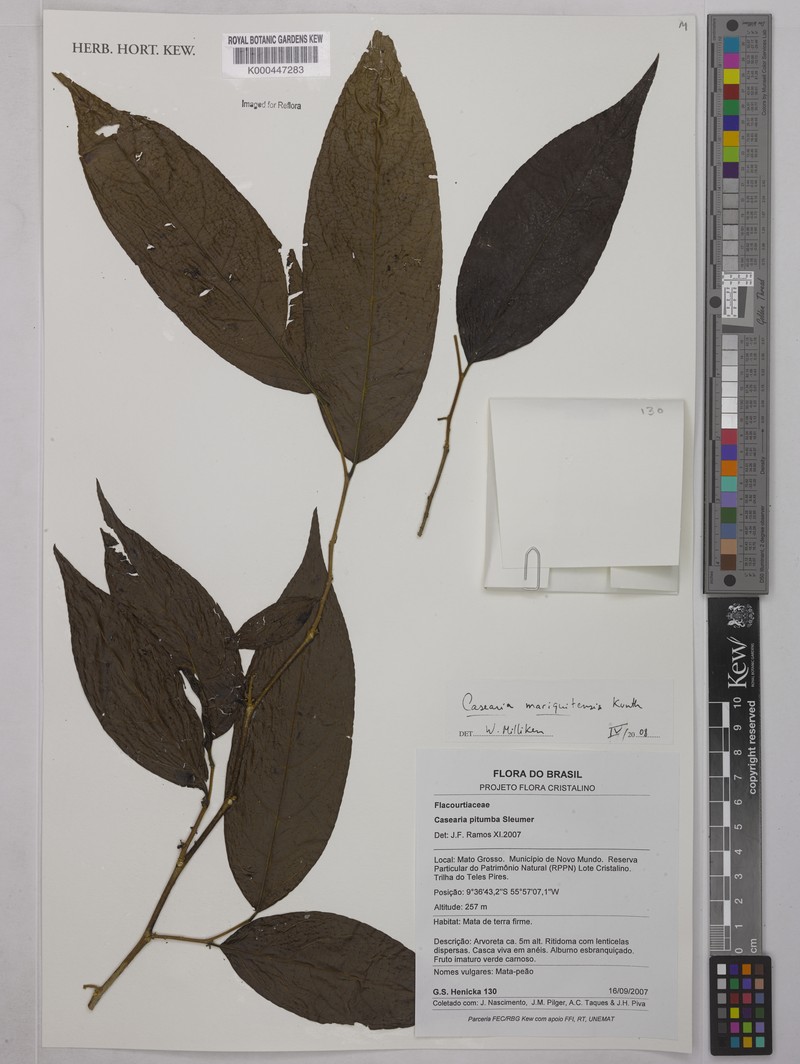 Casearia mariquitensis photo 4