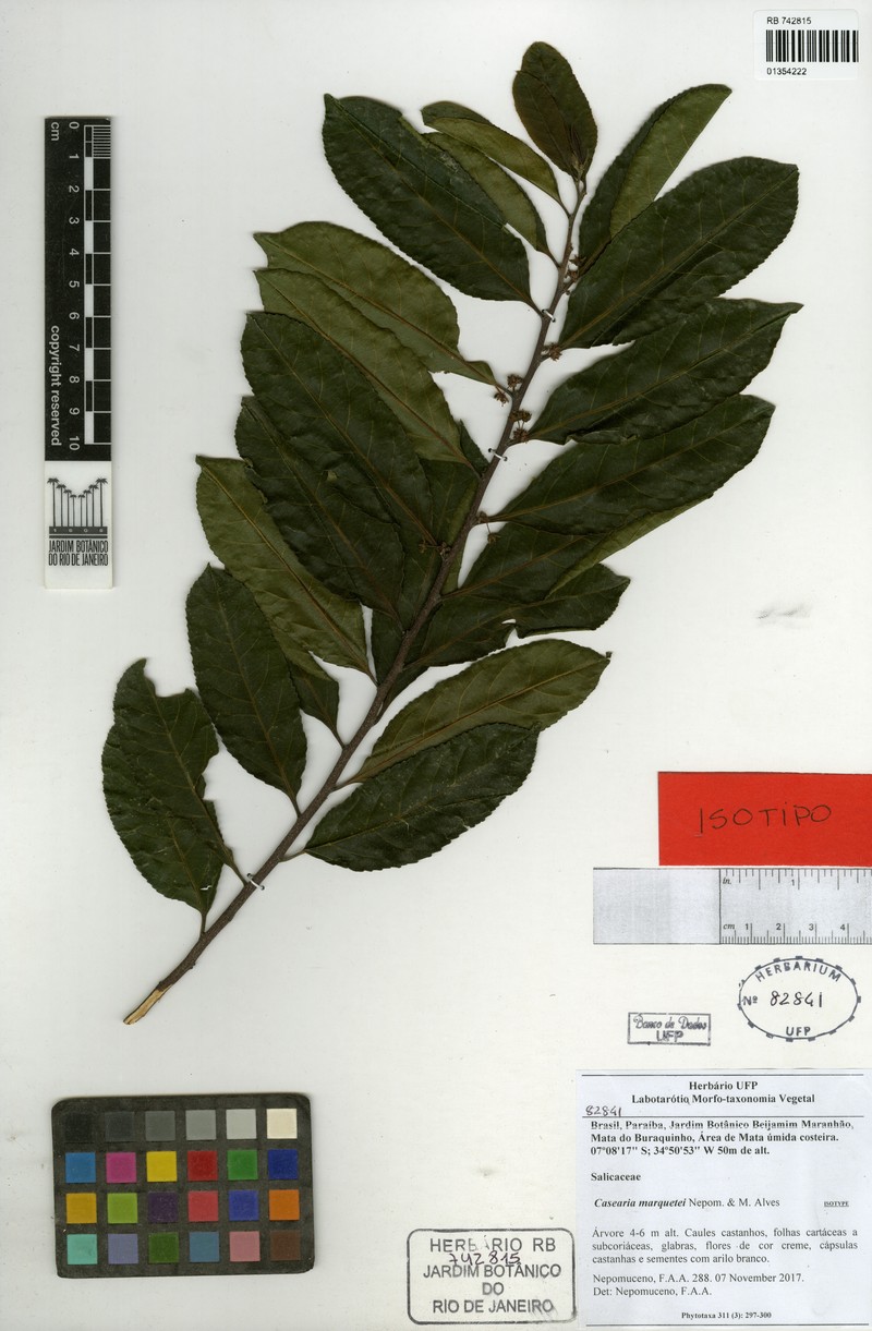 Casearia marquetei