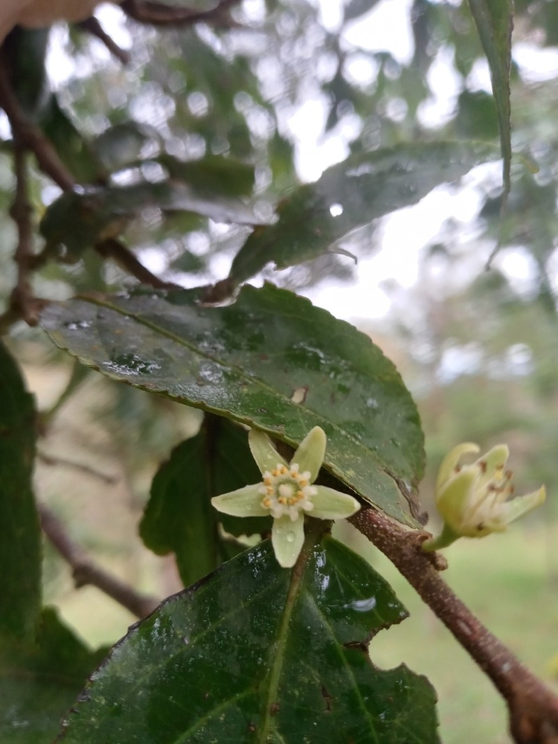 Casearia megacarpa