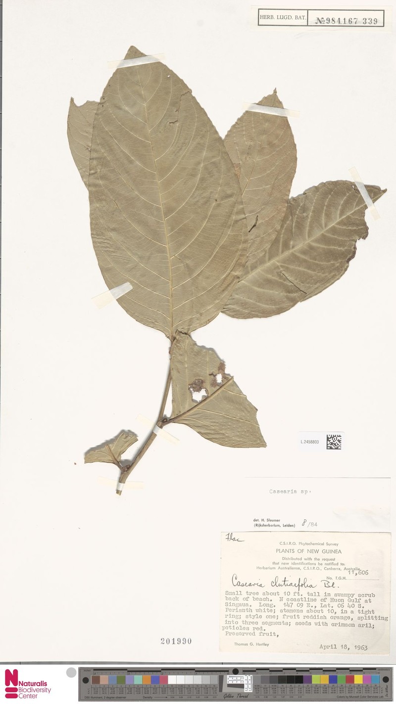 Casearia megalophylla