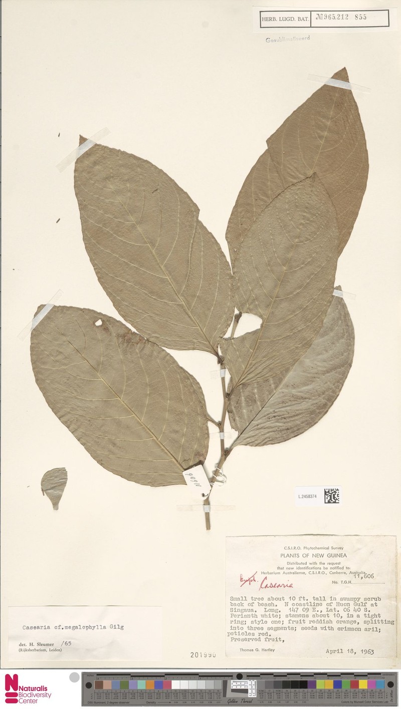 Casearia megalophylla photo 2