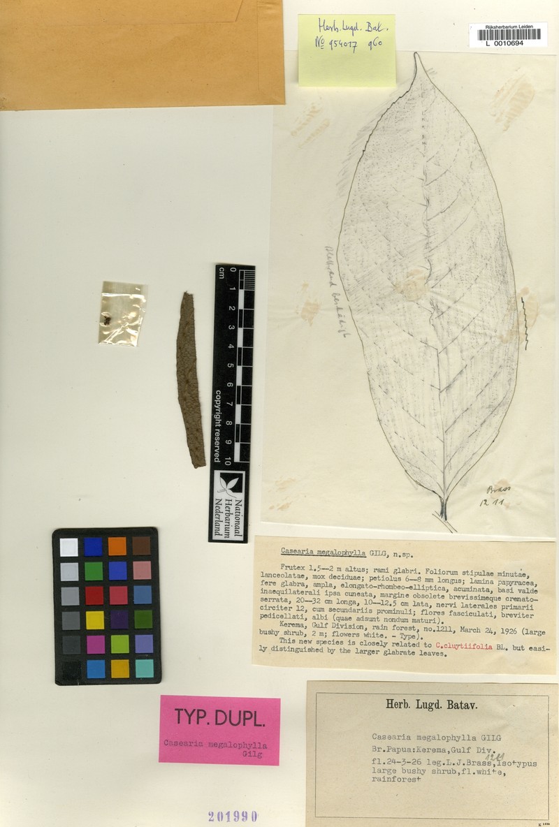 Casearia megalophylla photo 3