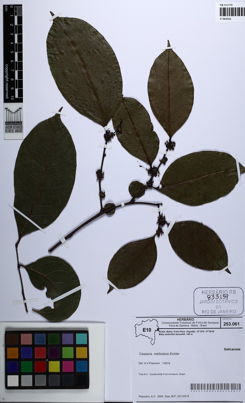 Casearia melliodora photo 2
