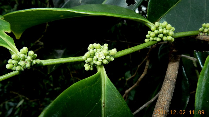 Casearia melliodora