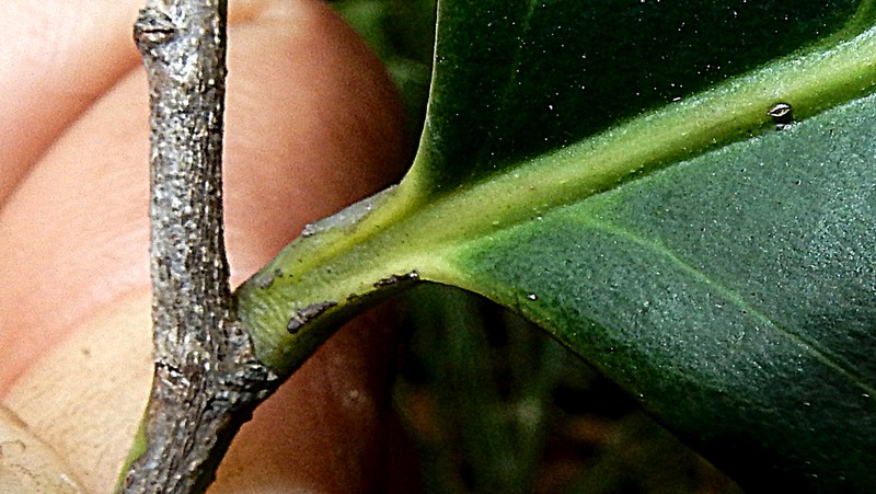 Casearia melliodora photo 4