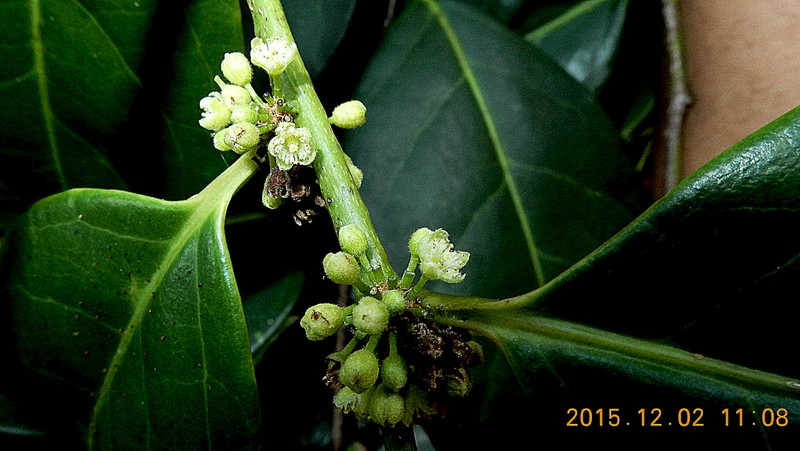 Casearia melliodora photo 5