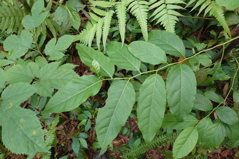 Casearia membranacea