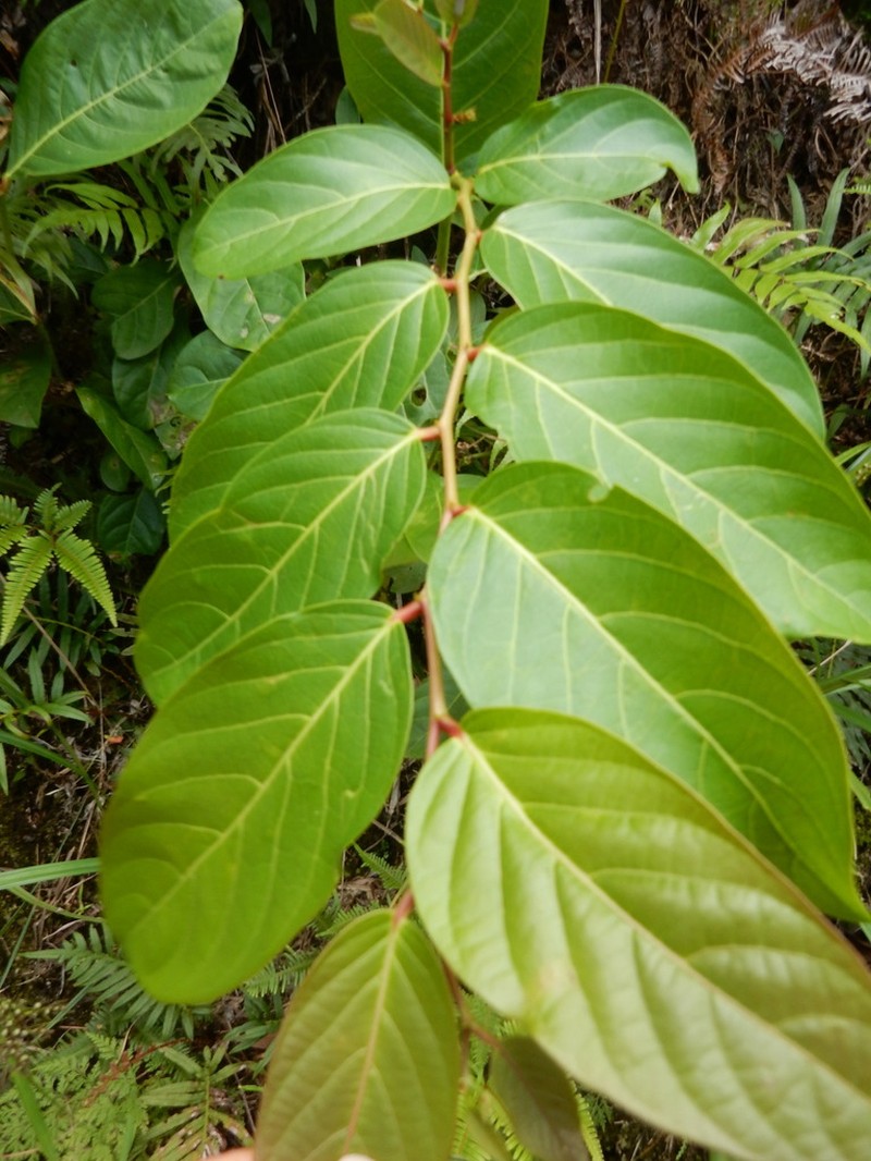 Casearia membranacea photo 2