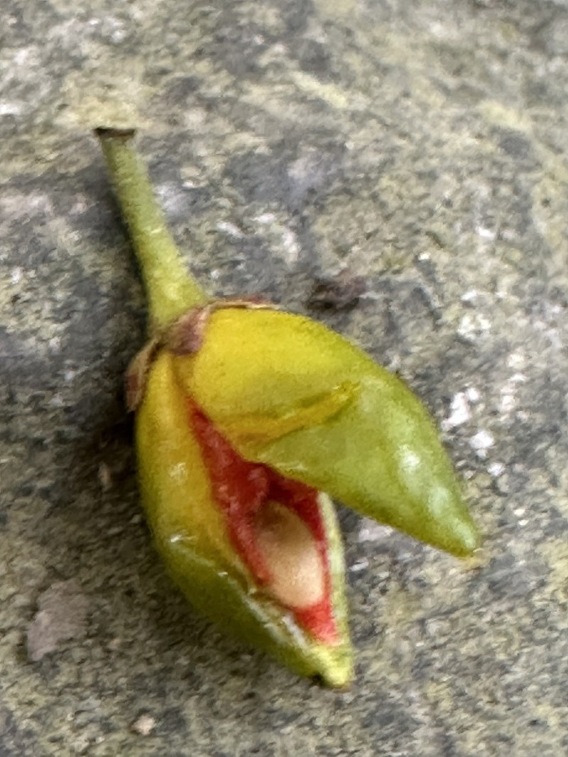 Casearia membranacea photo 5