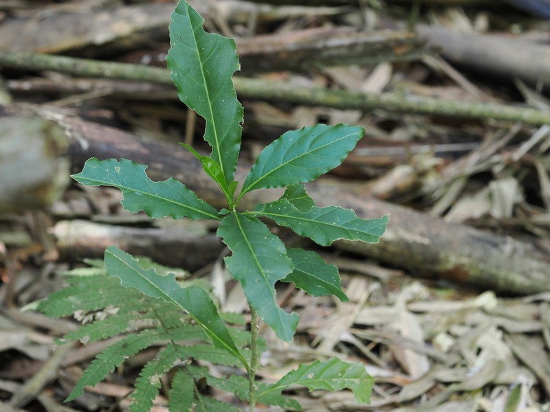 Casearia membranacea photo 6