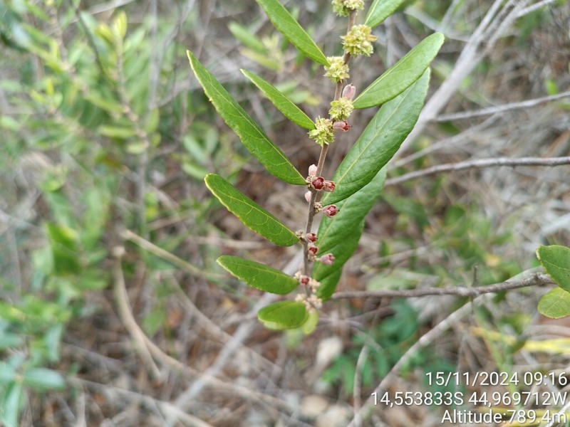 Casearia mestrensis