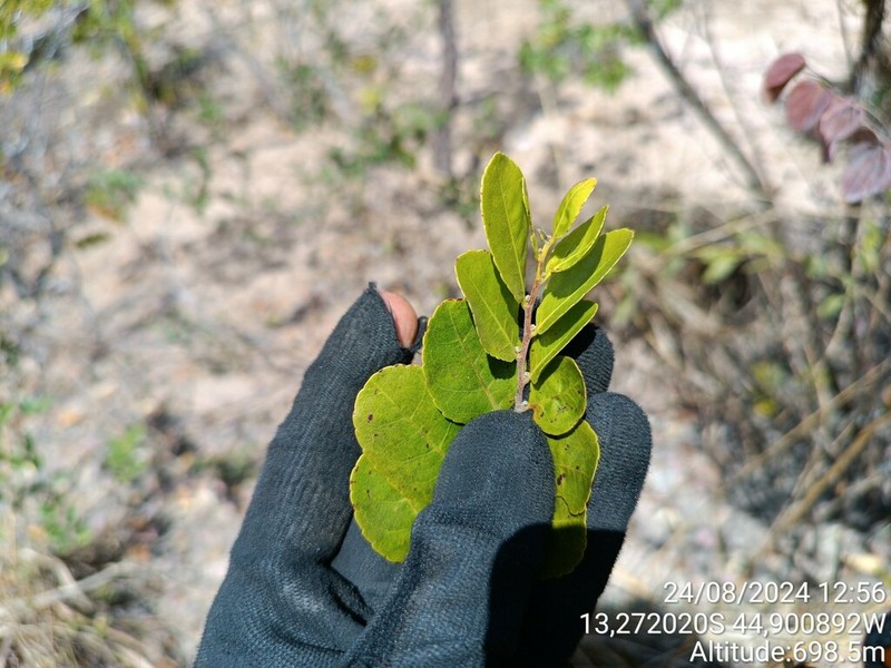 Casearia mestrensis photo 2