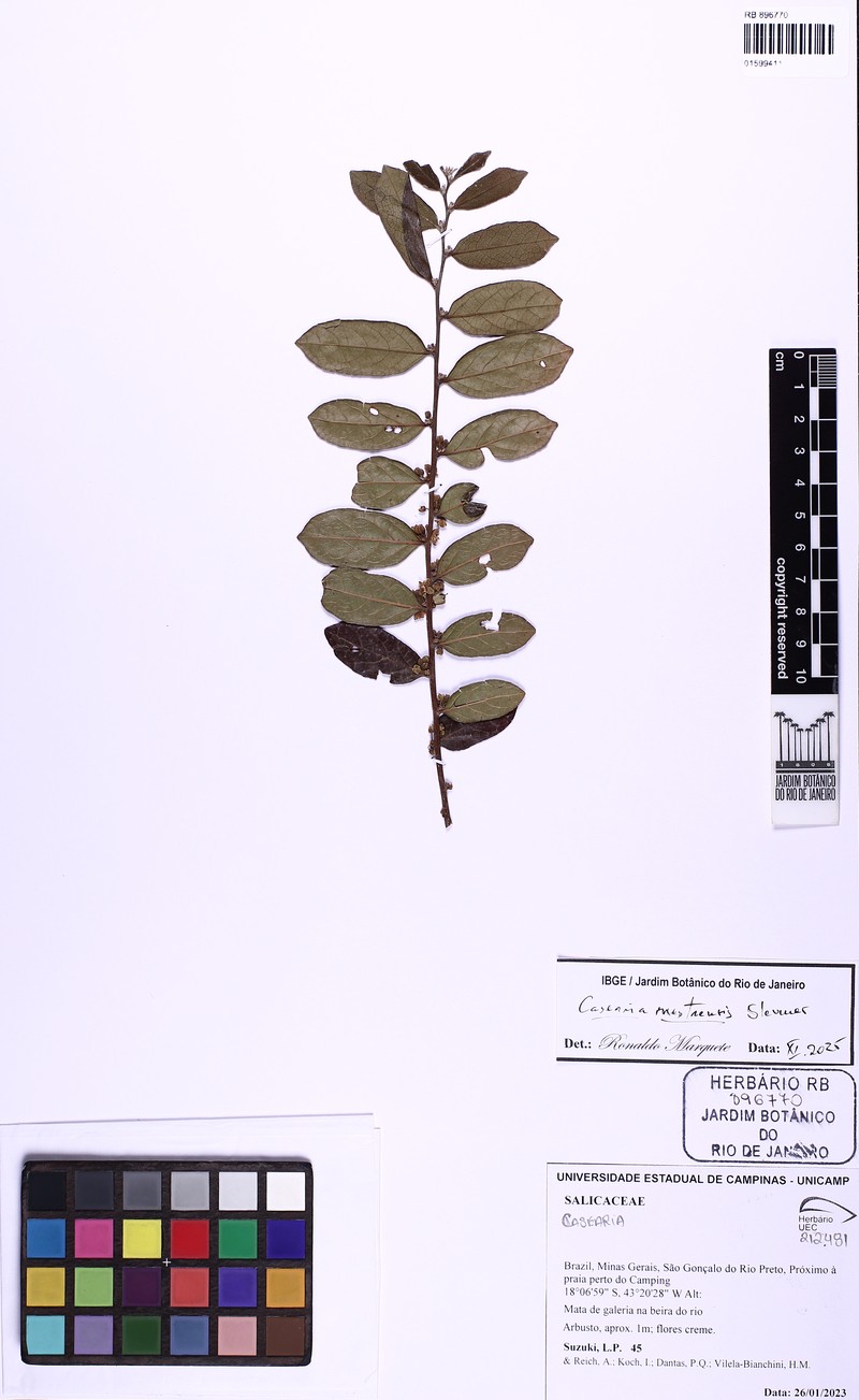 Casearia mestrensis photo 3