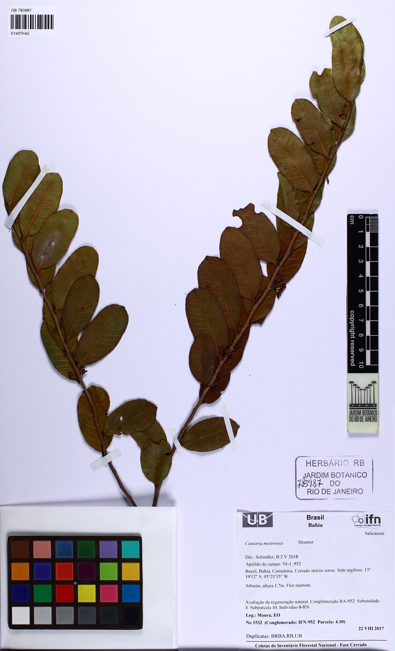 Casearia mestrensis photo 5