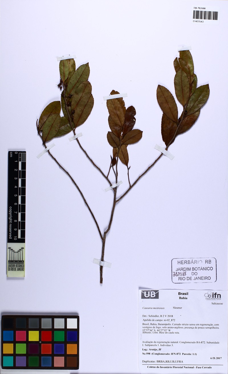 Casearia mestrensis photo 6