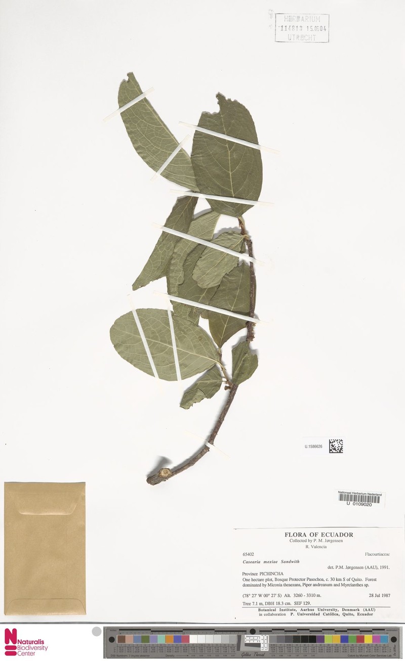 Casearia mexiae
