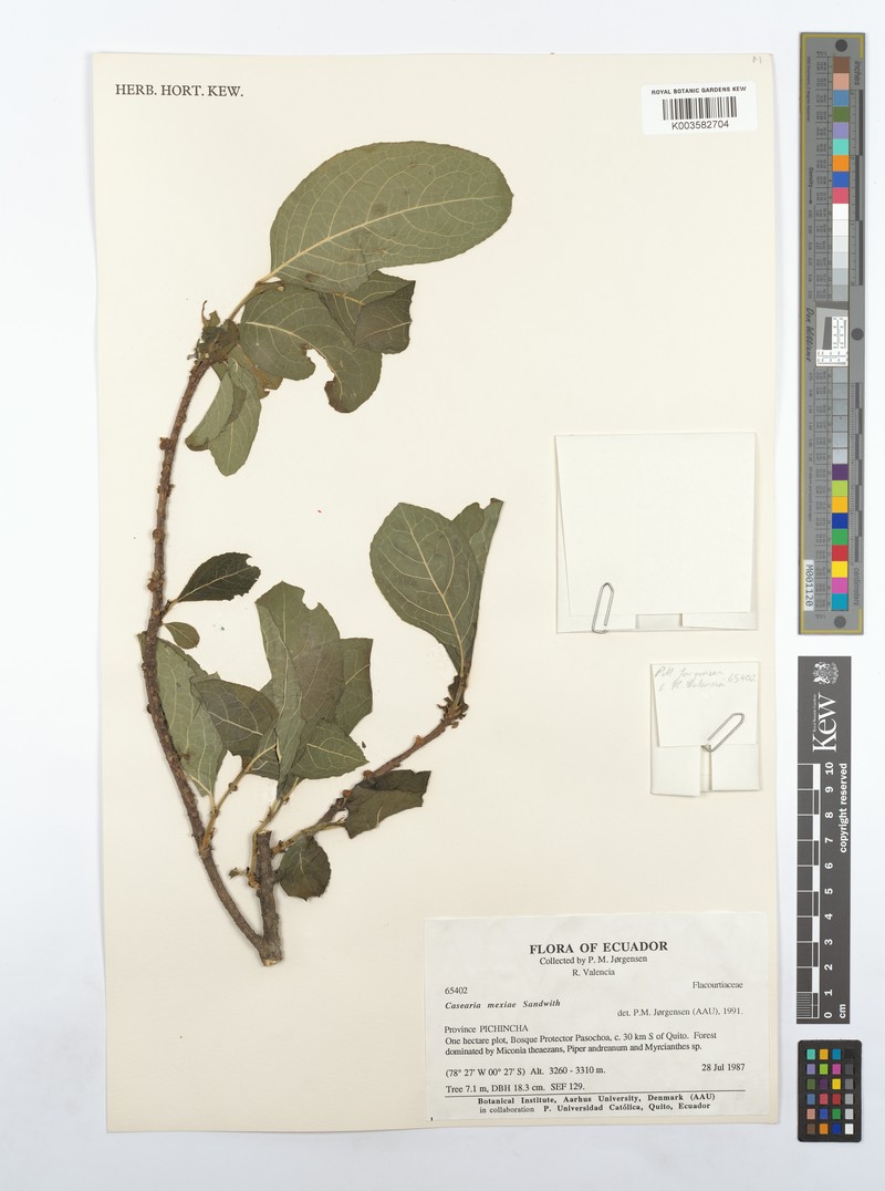 Casearia mexiae photo 3
