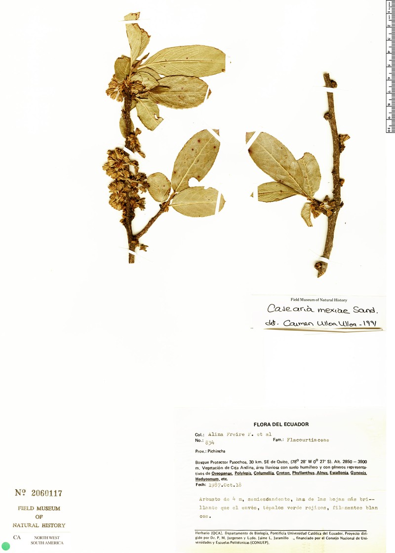Casearia mexiae photo 4