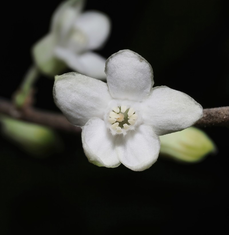 Casearia mexicana photo 2