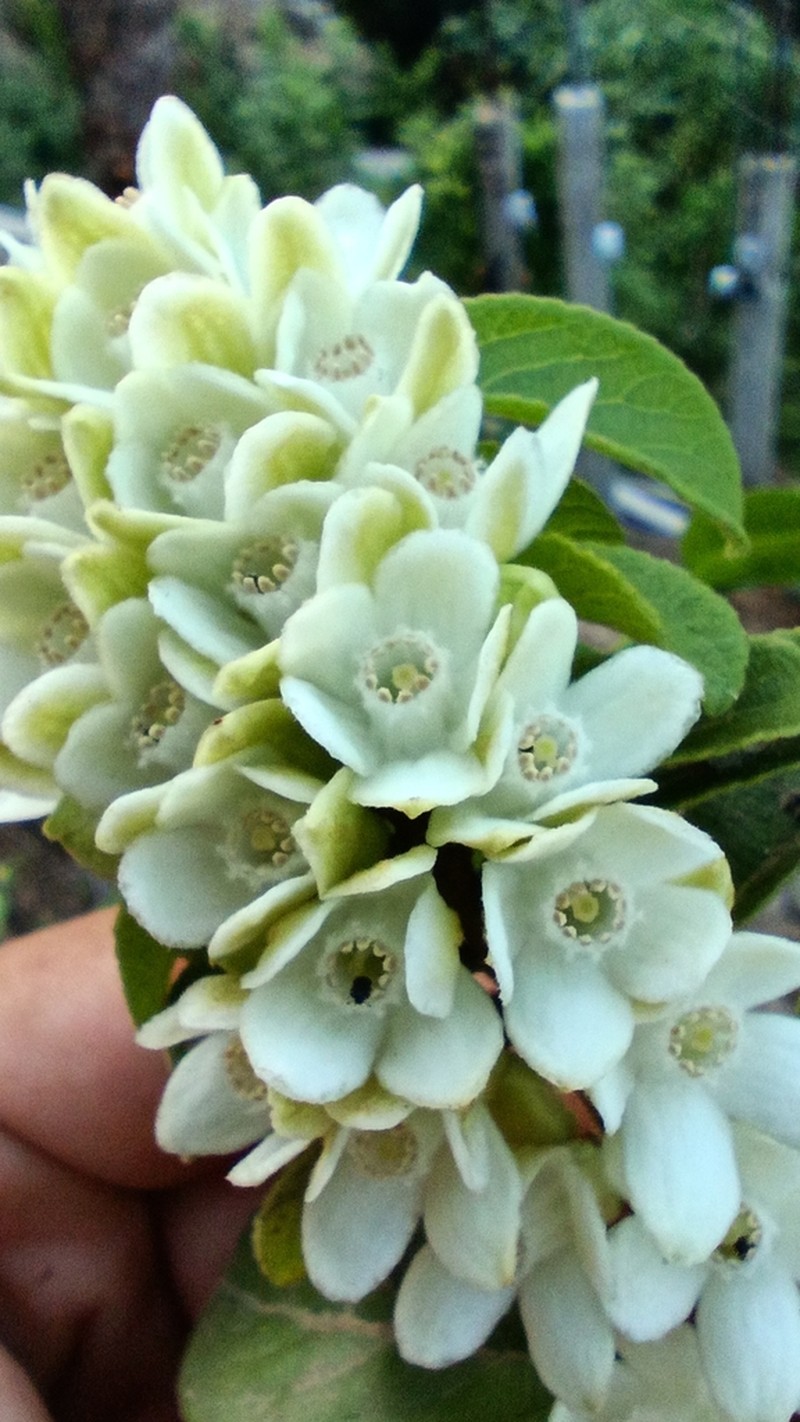 Casearia mexicana photo 3