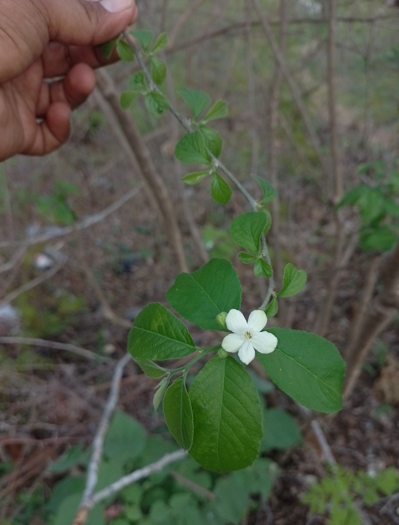 Casearia mexicana photo 5