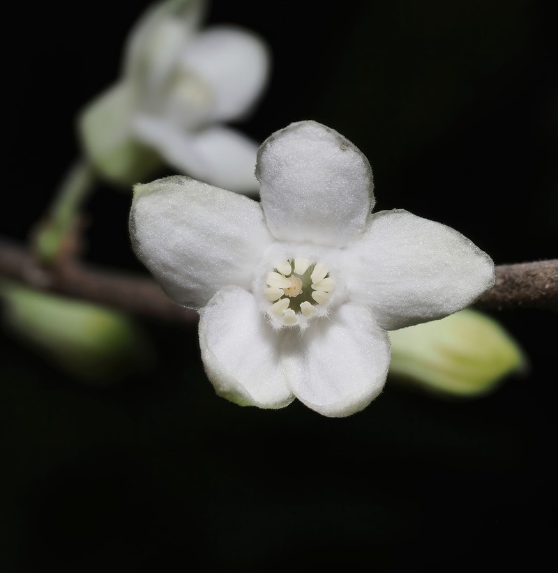 Casearia mexicana photo 6