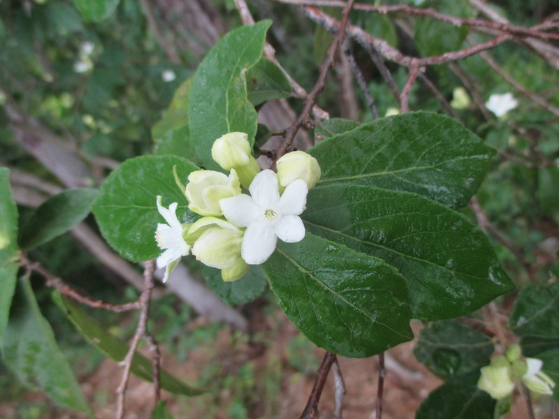 Casearia mexicana photo 7