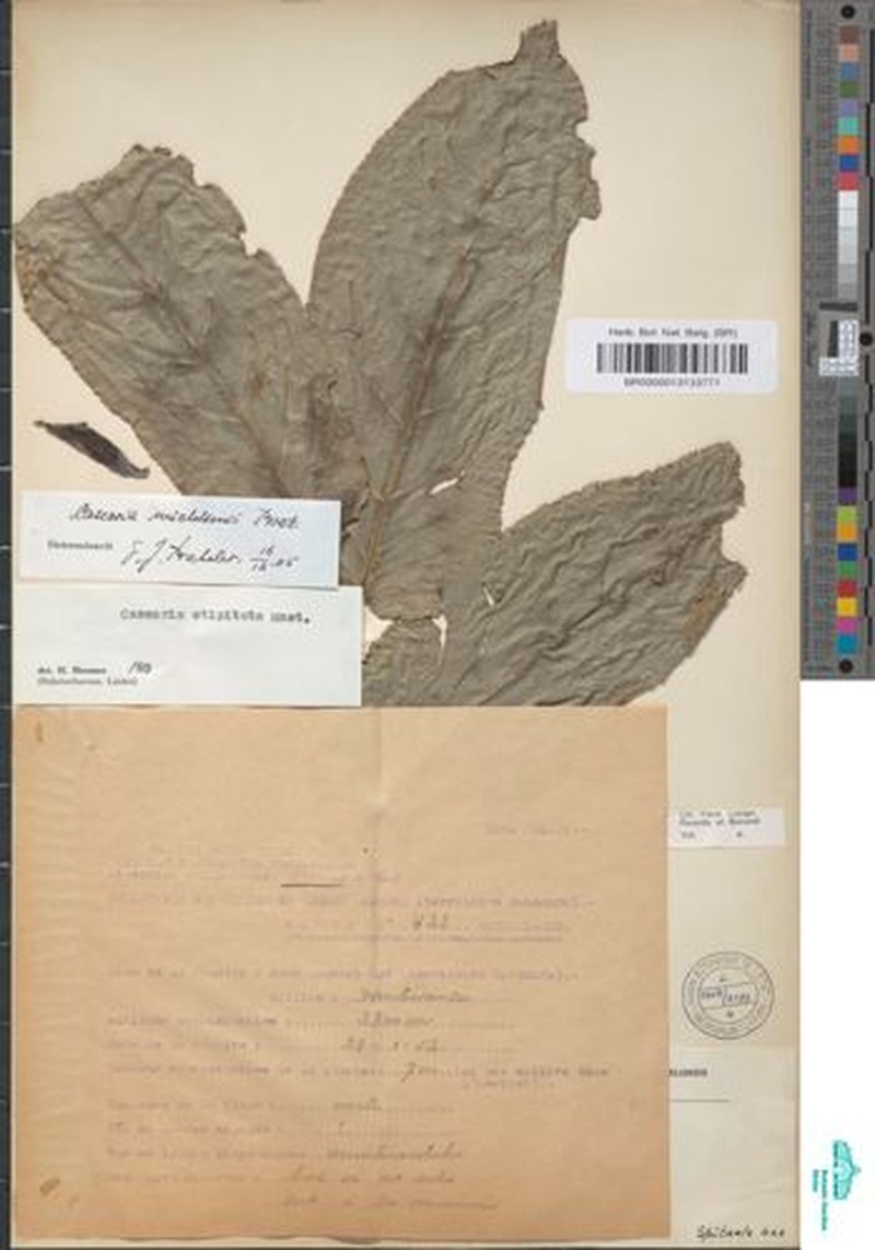 Casearia michelsonii