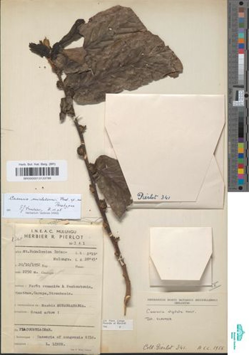Casearia michelsonii photo 2
